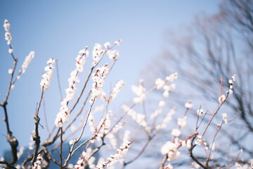 浜離宮恩賜庭園の梅の花