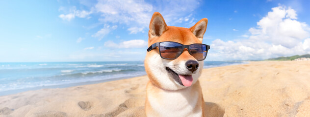 Shiba Inu wearing sunglasses standing on a beach in summer on a sunny day