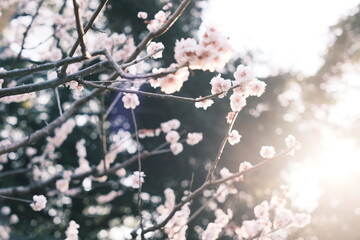浜離宮恩賜庭園の梅の花