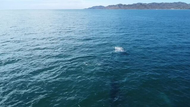 Grey whales swimming undersea along coast of Baja California Sur in Mexico. Aerial drone view