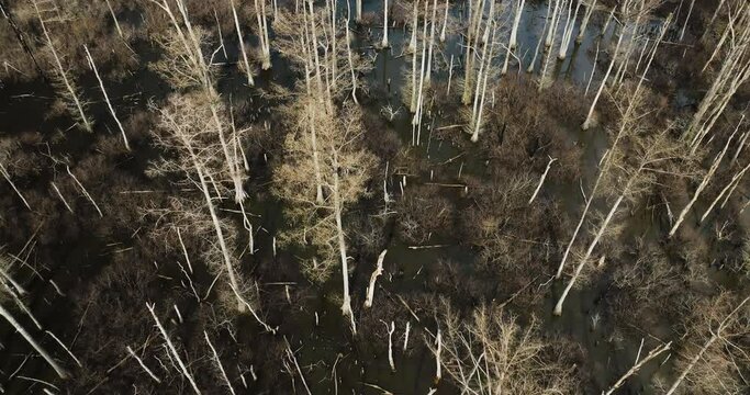 Top view of wetland of Point remove Blackwell in Arkansas, flyover winter trees