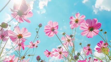 Low Angle View Of Pink cosmos Flowering Plants Against Blue Sky, generative ai