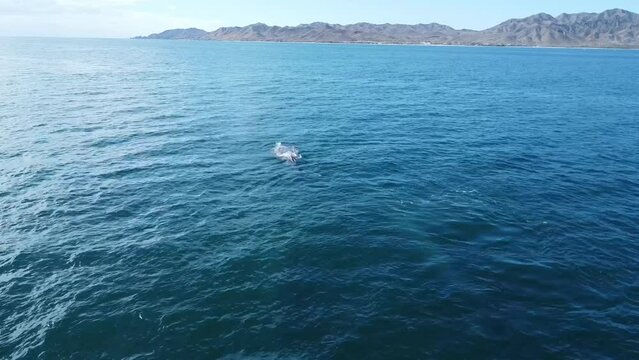 Scenic view of grey whales swimming along coast of Baja California Sur in Mexico. Aerial drone perspective
