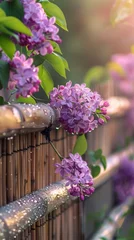 Poster The lilac flowers are very beautiful Realistic photography: several blooming flowers climb on the bamboo fence. The flowers are covered with dew. © ND STOCK