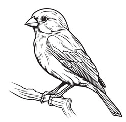 black and white sketch of a canary bird sitting on a branch Vector illustration