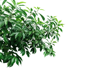 Mango tree branch, greenery tree branch foliage on transparent background