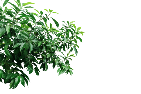 Mango tree branch, greenery tree branch foliage on transparent background