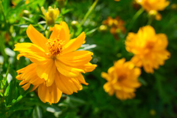 yellow flower in the garden