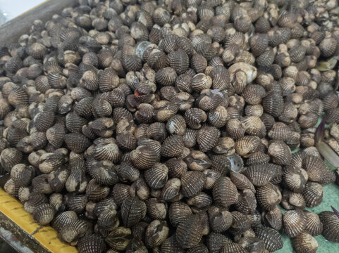 piles of shells or clams sold in traditional markets