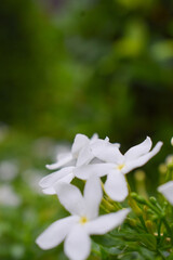 white flower close up