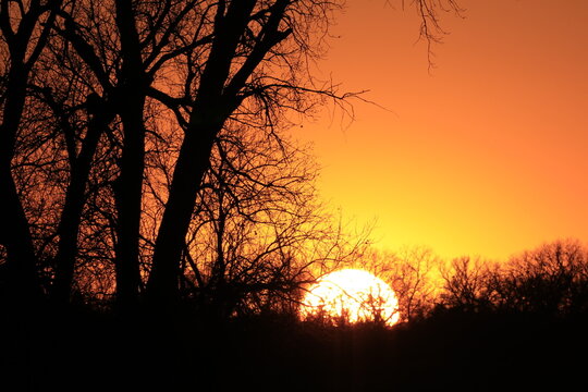 Sunset with tree silhouettes in Kansas