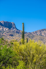 A long slender Saguaro Cactus in Tucson, Arizona