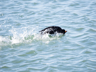 Black Scoter male dashing on water