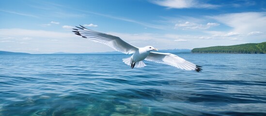 Fototapeta premium A white bird flies gracefully over Lake Geneva, its wings outstretched as it glides effortlessly above the calm waters below. The birds elegant form reflects in the sparkling surface of the lake as it