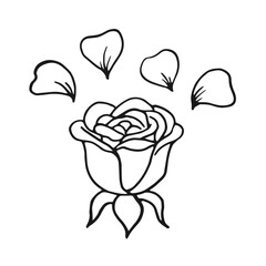 Rose blossom, buds. Hand drawn vector illustration in outline style.