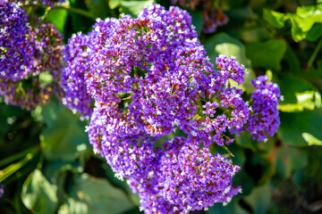 Field with colorful Wildflowers in Laguna Beach, California