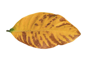 Close up old leaf isolated on transparent background.