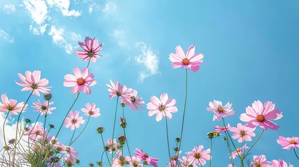 Low Angle View Of Pink cosmos Flowering Plants Against Blue Sky, generative ai