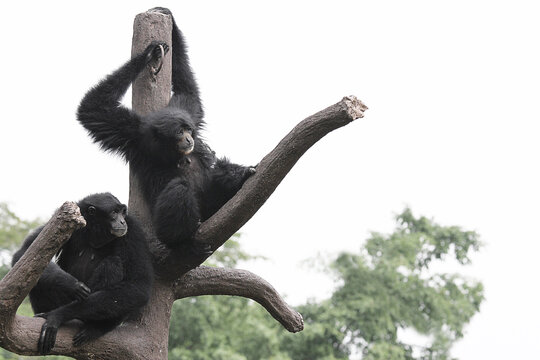 A pair of black Owa Siamang or Gibbon (Symphalangus syndactylus), monkeys originating from Sumatra and Southeast Asia, are relaxing on a tree in the zoo.