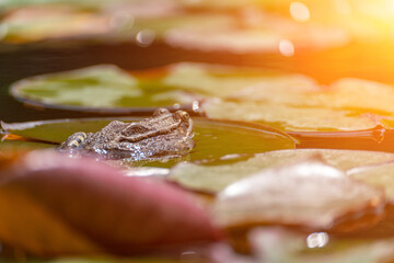 frog leaf water lily. A small green frog is sitting at the edge of water lily leaves in a pond