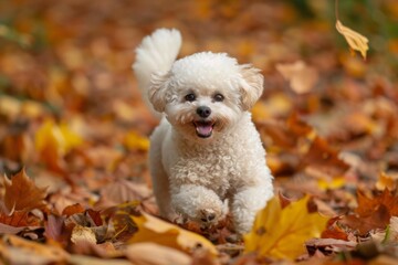 A Bichon Frise dog frolicking among autumn leaves