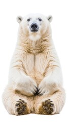 Fototapeta premium A majestic polar bear sitting on its haunches