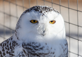 Portrait of an owl in a zoo. Close-up