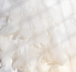 White peacock feathers as an abstract background. Texture