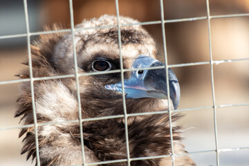 Portrait of a vulture at the zoo