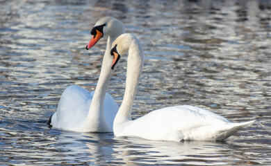 Obraz premium Two white swans on the lake