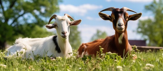 A couple of goats are seen laying down on the green grass, relaxing in a peaceful setting under the sun.