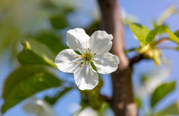 Flowers on a plum tree against the blue sky in spring. Close-up