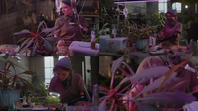 Split screen video of girl with prothesis arm taking care of plants in indoor garden with purple grow light while surviving in post apocalypse shelter