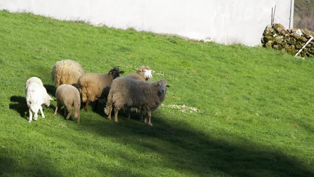 Galician Sheep Herd on Green Pasture