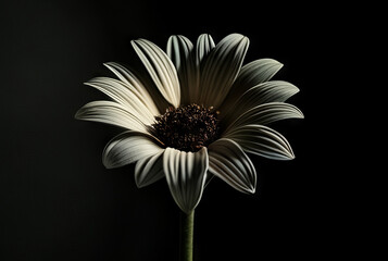 Black and white gerbera daisy flower isolated on black background