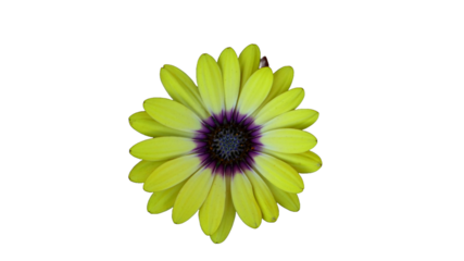 ,Osteospermum African daisy, yellow flower with purple center