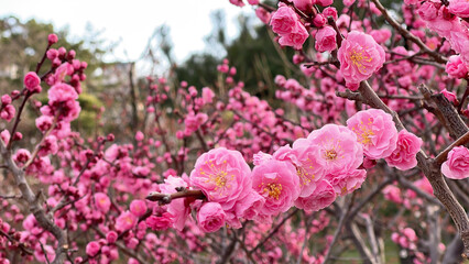 満開に咲いた冬の美しい梅の花