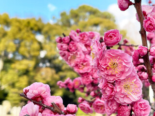 満開に咲いた冬の美しい梅の花