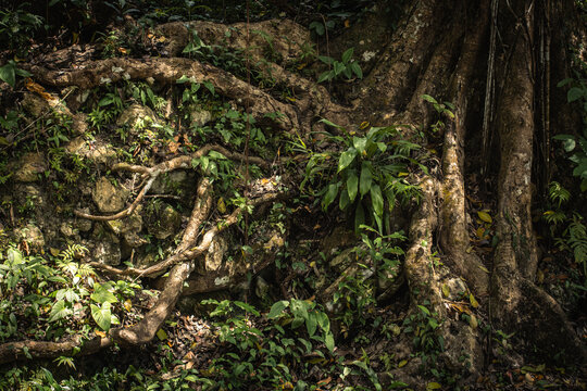 Tree roots in the wild jungle, tropical island