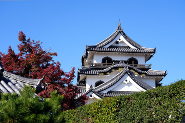 Naklejka premium Hikone Castle on a clear blue autumn day.