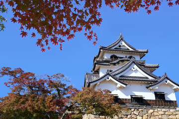Hikone Castle on a clear autumn day with beautiful red maple leaves. - obrazy, fototapety, plakaty