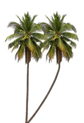 Tropical Coconut palm tree isolated on white background with clipping path.