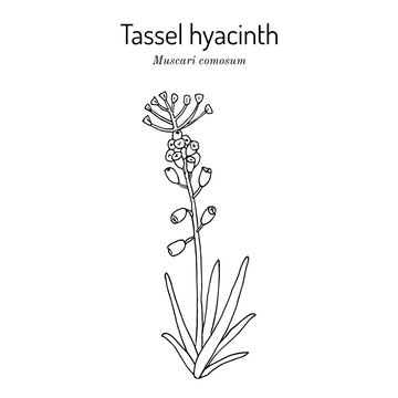 Tassel grape hyacinth (Leopoldia comosa or Muscari comosum), edible and medicinal plant