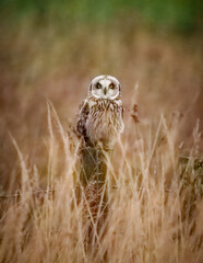 Short eared Owl