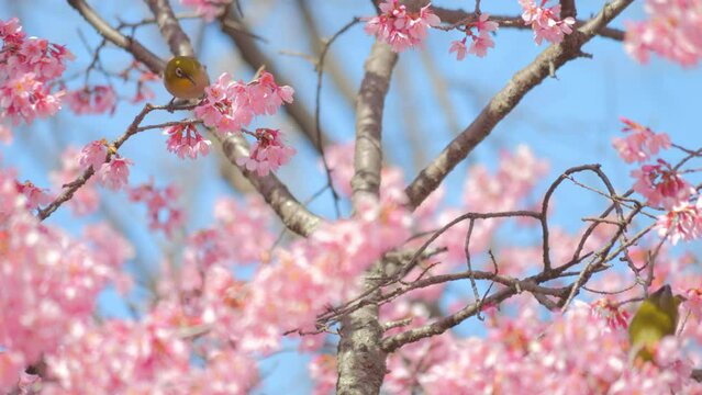 4K Japanese white-eye bird with cherry blossoms