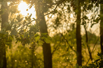 Sun shining through the leaves