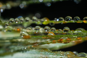 Macro water drops on a green leaf