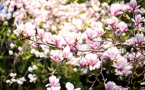 Magnolia tree  blooming of Spring in the morning garden