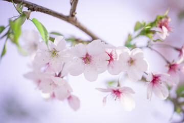 Obraz premium cherry blossom in spring time with soft focus and shallow depth of field