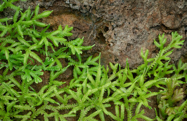 Natural background of small green fern leaves (Selaginella Fern) on the rock with natural light in the tropical garden.